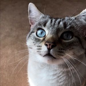 Meet your Posher, Lacey